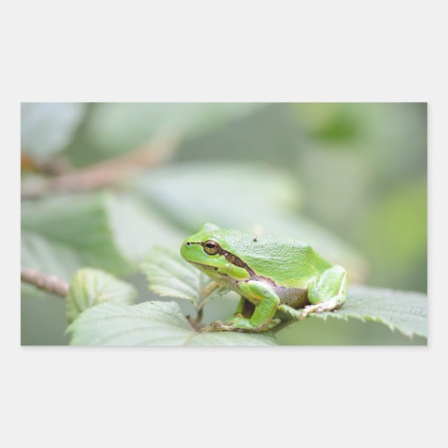 Sticker Rectangulaire Grenouille d'arbre européenne dans l'autocollant (Devant)