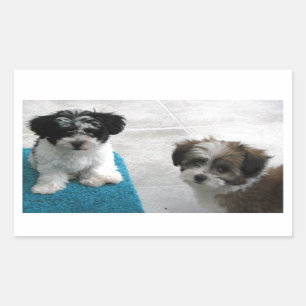 Sticker Rectangulaire Gris blanc de noir de chiots de délivrance de