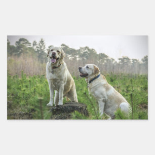 Sticker Rectangulaire Groupe Labrador Jaune