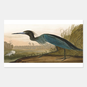 Sticker Rectangulaire Grue Bleue Heron Audubon Peinture