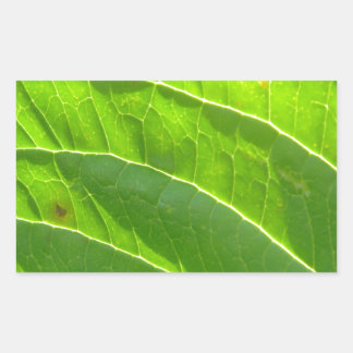 Sticker Rectangulaire Grünes Blatt, hübsche Blattrippen
