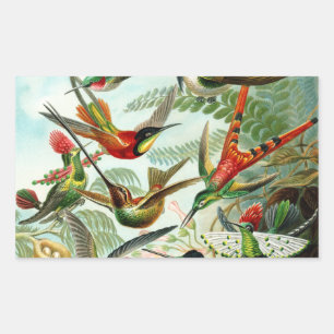 Sticker Rectangulaire Haeckel Hummingbirds