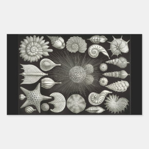 Sticker Rectangulaire Haeckel Négatif
