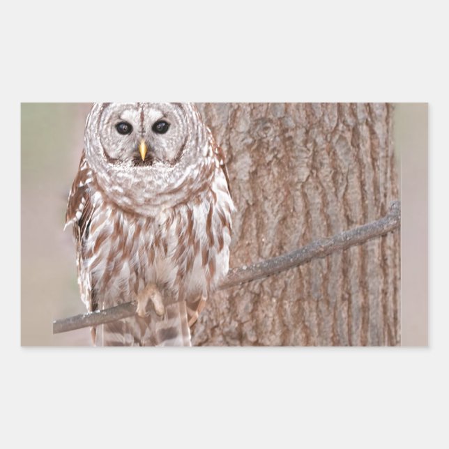 Sticker Rectangulaire Hibou dans l'arbre Nature Bird Ajouter un texte (Devant)