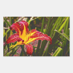 Sticker Rectangulaire Hier Lily Après La Pluie