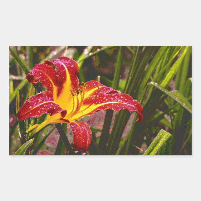 Sticker Rectangulaire Hier Lily Après La Pluie (Devant)