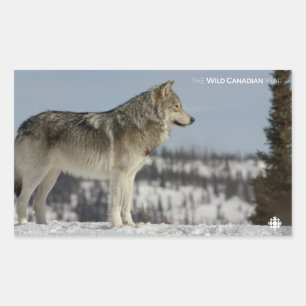 Sticker Rectangulaire Hiver - Loup