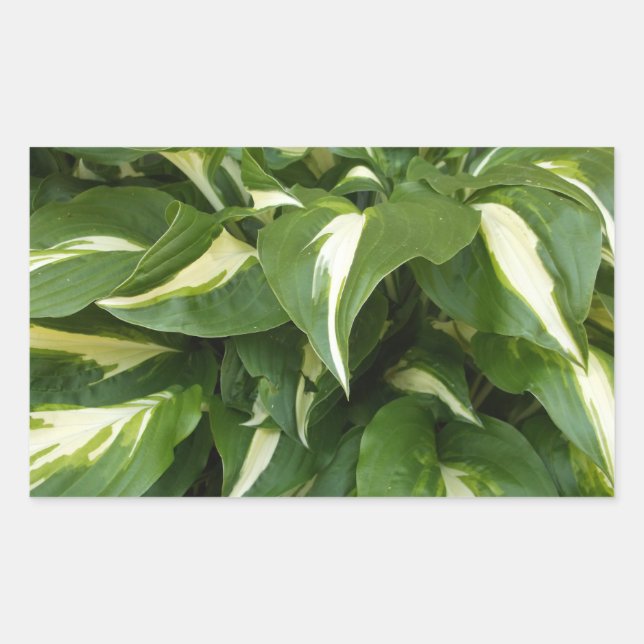 Sticker Rectangulaire Hosta Feuilles (Devant)