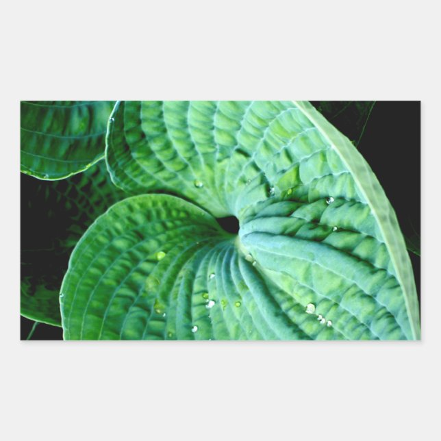 Sticker Rectangulaire Hosta Heart (Devant)