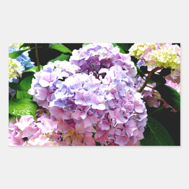 Sticker Rectangulaire Hydrangea garden, rose, bleu, purple floral (Devant)