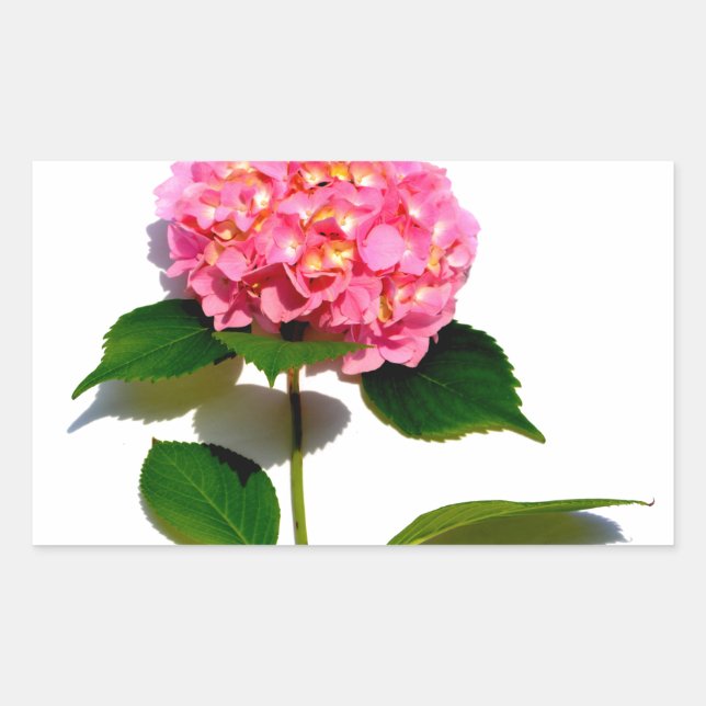 Sticker Rectangulaire Hydrangée rose rose fleur rose (Devant)