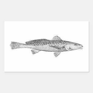 Sticker Rectangulaire Illustration Vintage de Atlantic Croaker