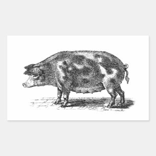 Sticker Rectangulaire Illustration vintage du porc domestique - 1800's P