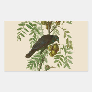 Sticker Rectangulaire Impression d'oiseau Grackle violet d'Audubon Botan