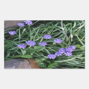 Sticker Rectangulaire jacinthe de raisin commun, fleur violet bleu, flor