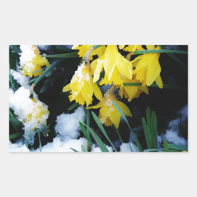 Sticker Rectangulaire Jaune Daffodils fleurs dans la neige (Devant)
