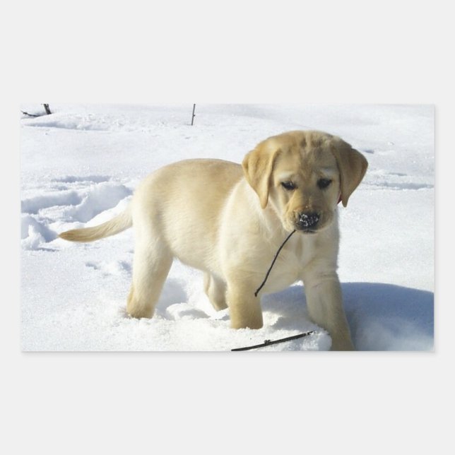 Sticker Rectangulaire Jaune de laboratoire LR dans la neige (Devant)