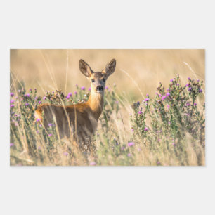 Sticker Rectangulaire Jeune cerf de chevreuil dans le pré