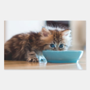 Sticker Rectangulaire Jeune Kitten perse