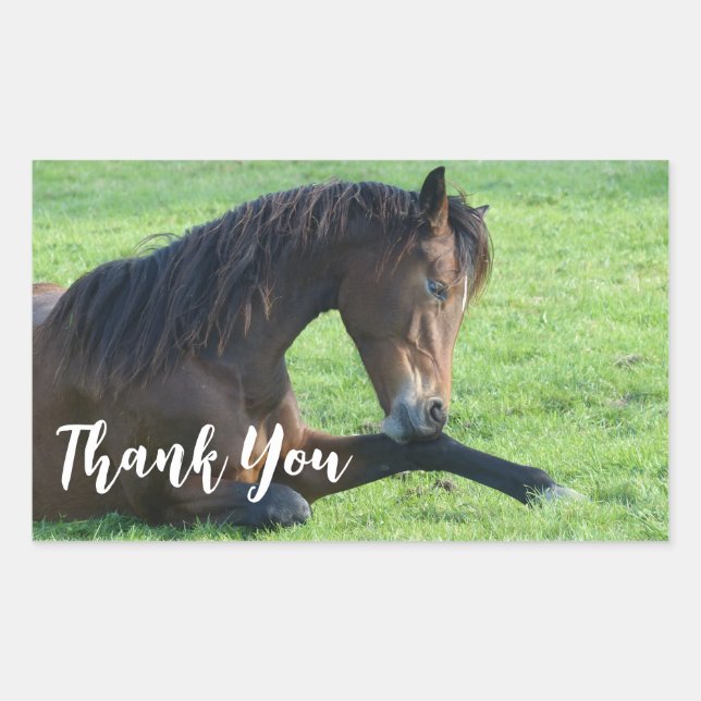 Sticker Rectangulaire Joli Cheval Brown allongé dans le Merci d'herbe (Devant)