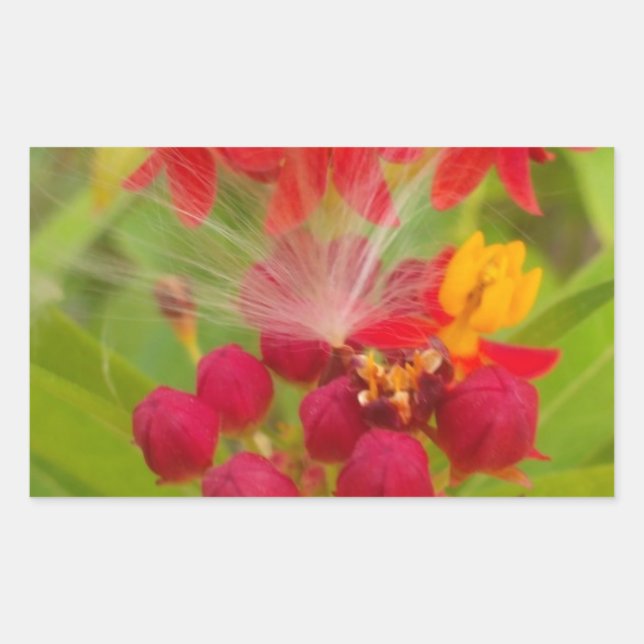 Sticker Rectangulaire Jolie florale colorée avec Milkweed Art Imprimer (Devant)