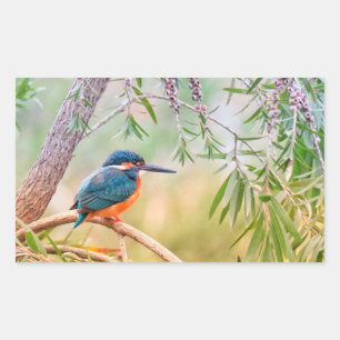 Sticker Rectangulaire Kingfisher Perché sur la branche