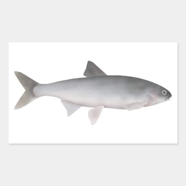 Sticker Rectangulaire Kutum (Devant)