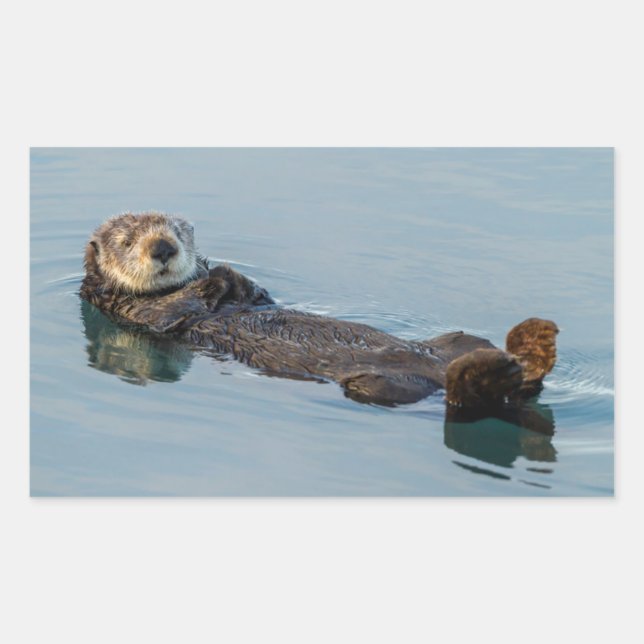 Sticker Rectangulaire La loutre de mer flottant sur le dos dans l'océan (Devant)