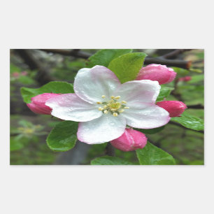 Sticker Rectangulaire La pluie tombe sur une petite fleur