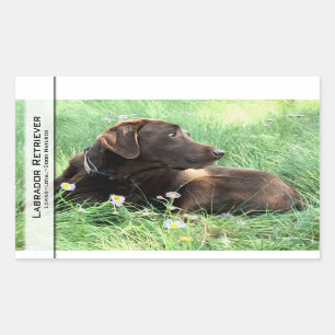 Sticker Rectangulaire Labrador retriever et fleurs pourpres