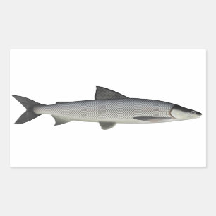 Sticker Rectangulaire Lac Whitefish