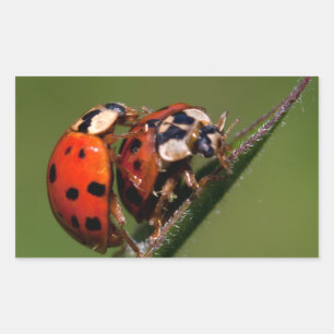 Sticker Rectangulaire Ladybugs En Amour