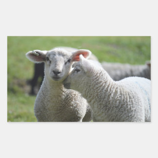 Sticker Rectangulaire lamb