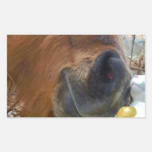 Sticker Rectangulaire Lapin de Pâques et cheval Brown