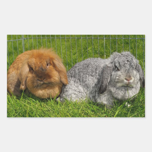Sticker Rectangulaire Lapin Lapin Lapin Mini Lop de Lionhead Holland (Devant)