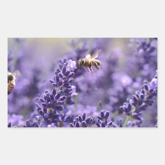 Sticker Rectangulaire Lavande printanière avec abeilles florales violett (Devant)