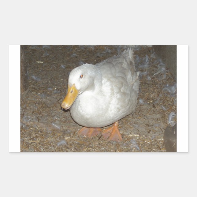 Sticker Rectangulaire Le canard le plus frais sur terre (Devant)