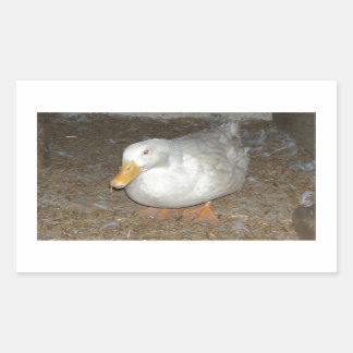 Sticker Rectangulaire Le canard le plus frais sur terre