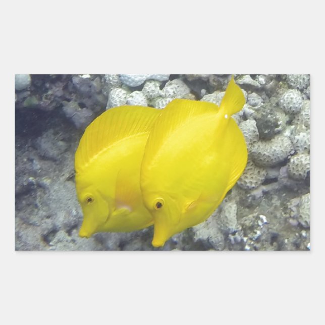 Sticker Rectangulaire Le Poisson Tang Jaune (Devant)