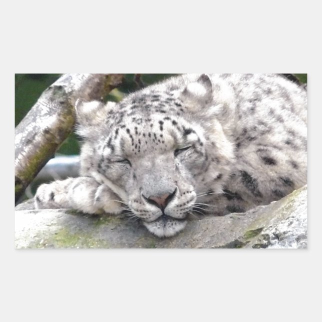 Sticker Rectangulaire Léopard de neige - beau ! (Devant)
