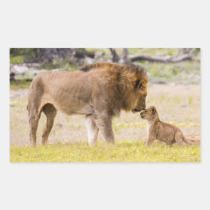 Sticker Rectangulaire Lion mâle Alpha inspecte le petit