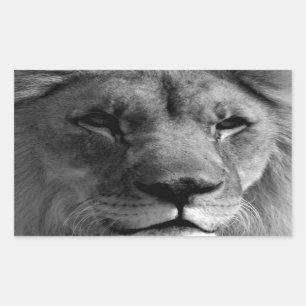 Sticker Rectangulaire Lion noir et blanc