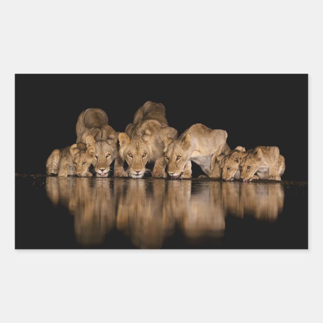 Sticker Rectangulaire Lion Pride Drinks at the Water Hole at Night (Devant)