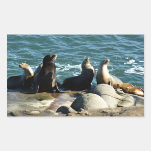 Sticker Rectangulaire Lions de la mer de San Diego