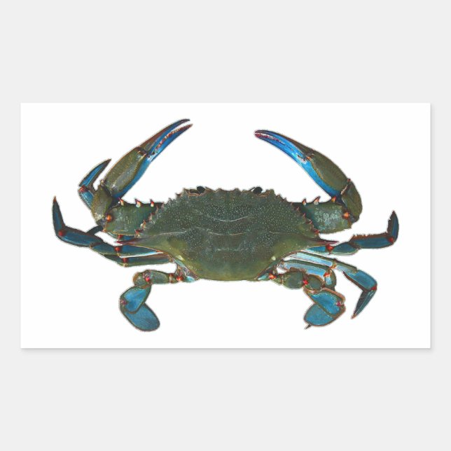 Sticker Rectangulaire Logo du crabe bleu de l'Atlantique (Devant)