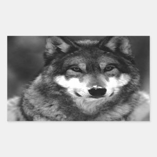Sticker Rectangulaire Loup