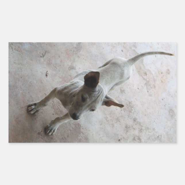 Sticker Rectangulaire Luk Maa ... Chien chiot thaïlandais Soi (Devant)