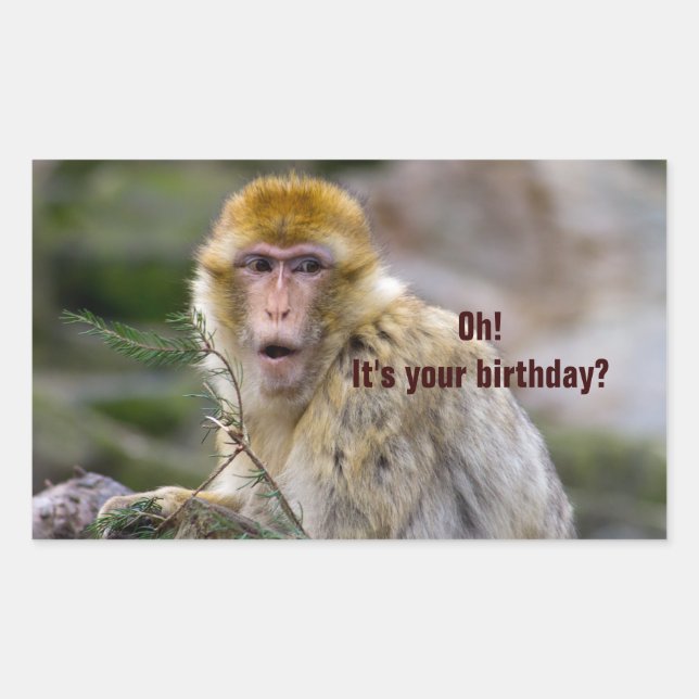 Sticker Rectangulaire Macaca sylvanus (Devant)