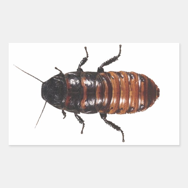 Sticker Rectangulaire Madagascar Hissing Coackroach (Devant)