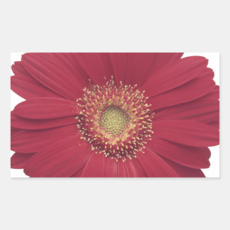 Sticker Rectangulaire Marguerite de Transvaal